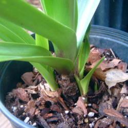 Location: container
Date: 2018-08-03
This Crinum struggled to grow.  It never delivered blooms but has