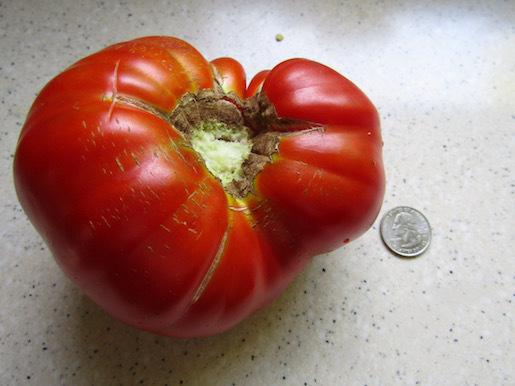 Photo of Tomato (Solanum lycopersicum 'Supersteak') uploaded by DonShirer