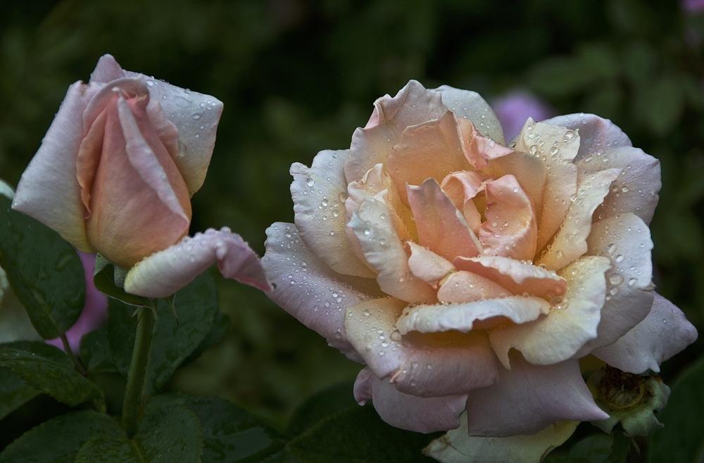 Photo of Rose (Rosa 'Medallion') uploaded by Fleur569
