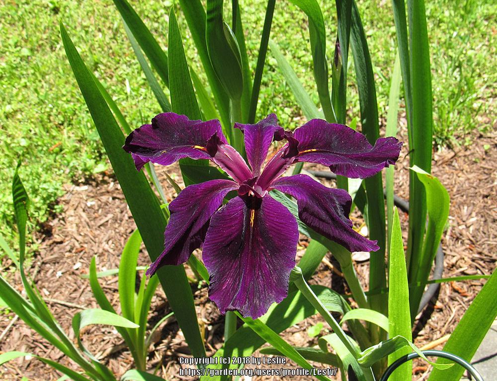 Photo of Louisiana Iris (Iris 'Black Widow') uploaded by Lestv