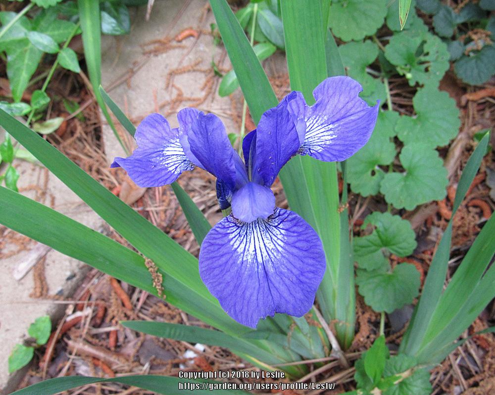 Photo of Siberian Iris (Iris 'Baby Sister') uploaded by Lestv