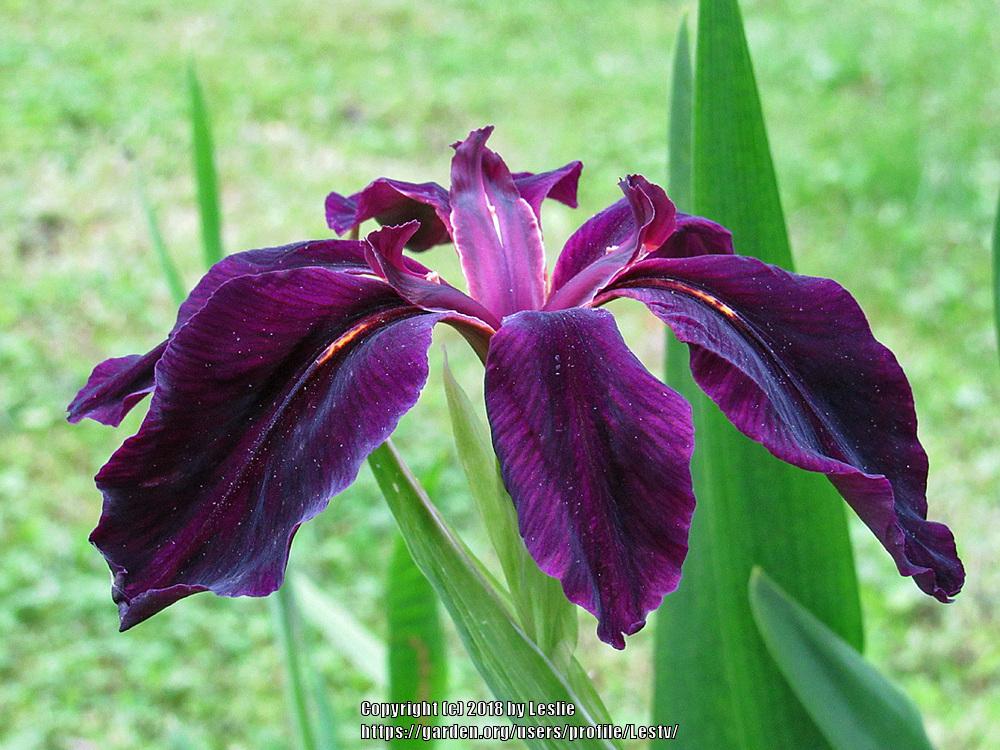 Photo of Louisiana Iris (Iris 'Black Widow') uploaded by Lestv
