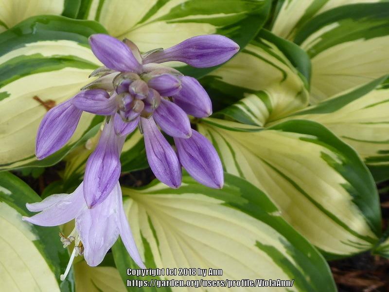 Photo of Hosta 'Peppermint Ice' uploaded by ViolaAnn