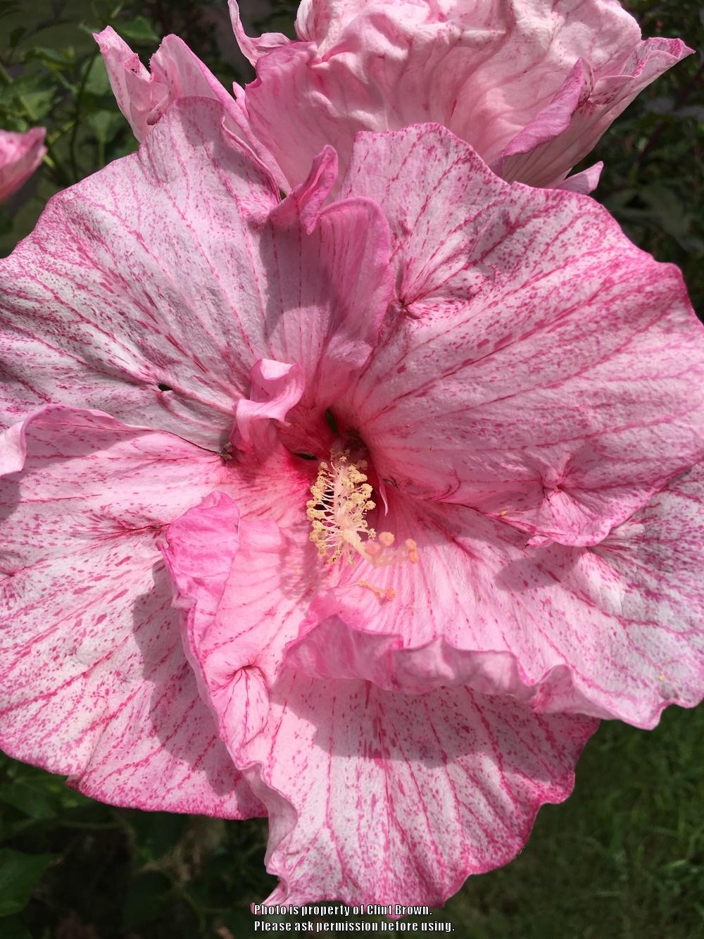 Photo of Hybrid Hardy Hibiscus (Hibiscus 'Pink Comet') uploaded by clintbrown