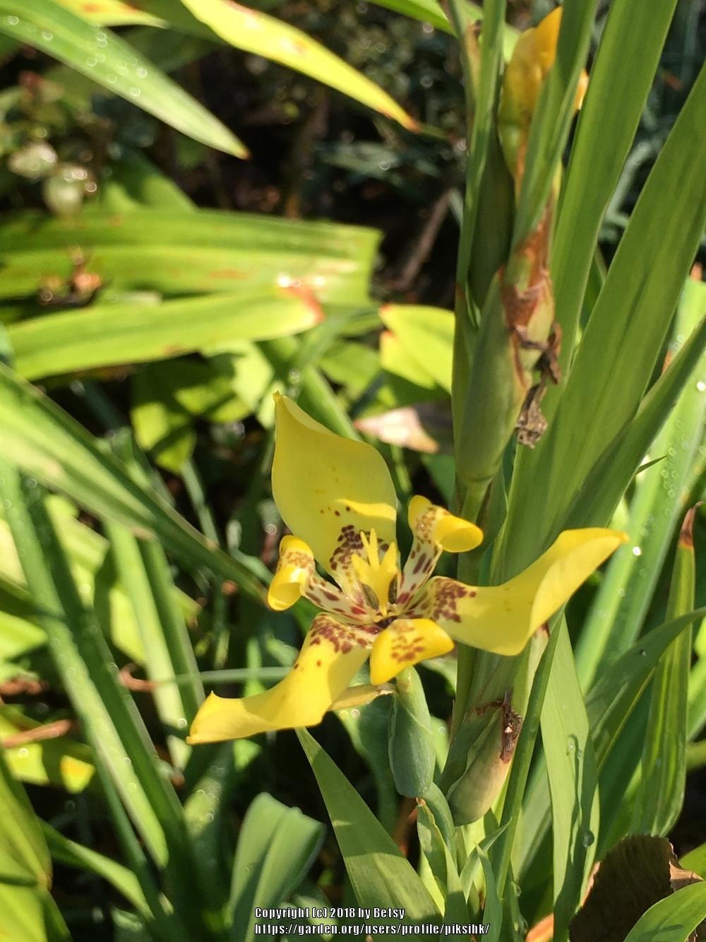 Photo of Yellow Walking Iris (Trimezia longifolia) uploaded by piksihk