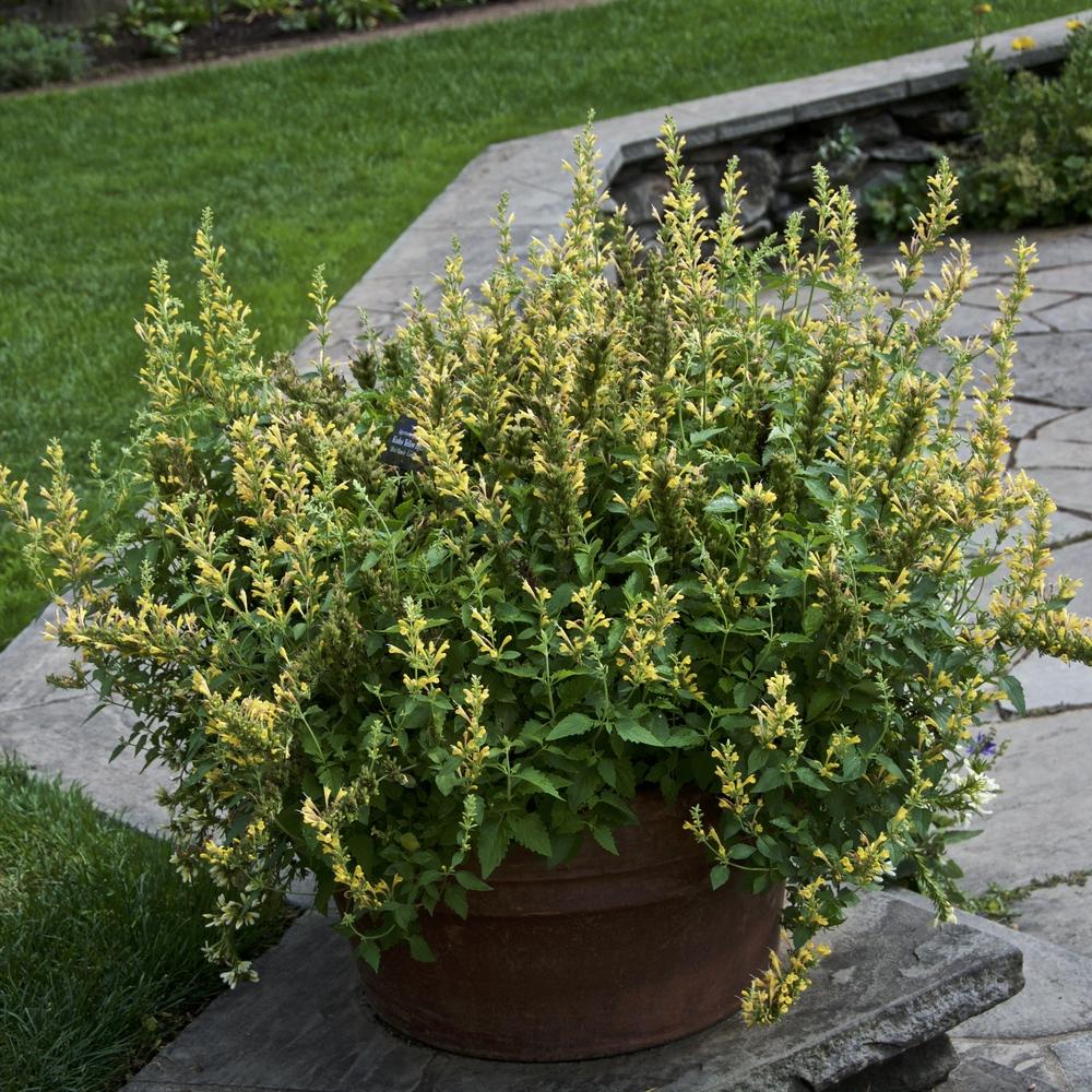 Photo of Anise Hyssop (Agastache Kudos™ Yellow) uploaded by Fleur569