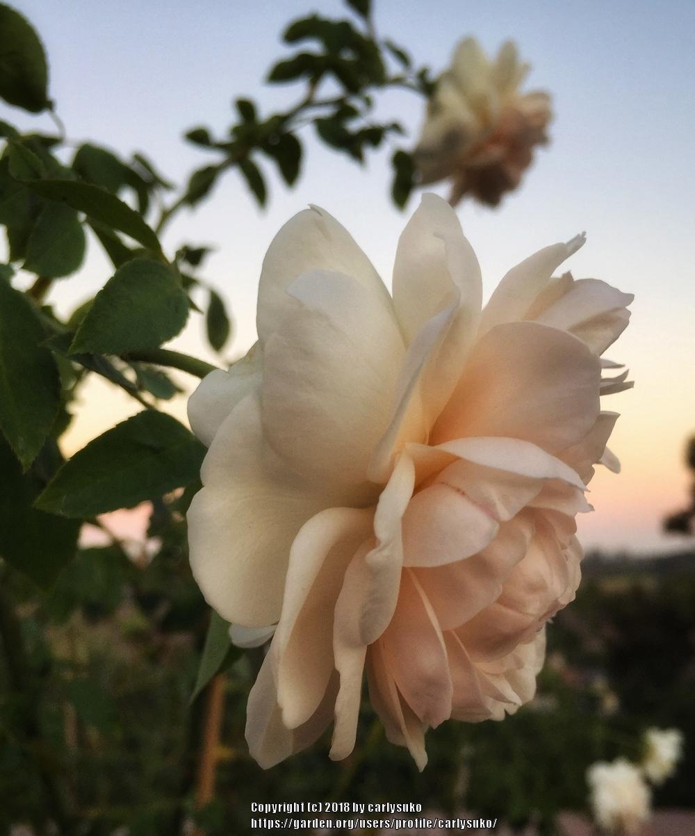 Photo of Rose (Rosa 'Lichfield Angel') uploaded by carlysuko