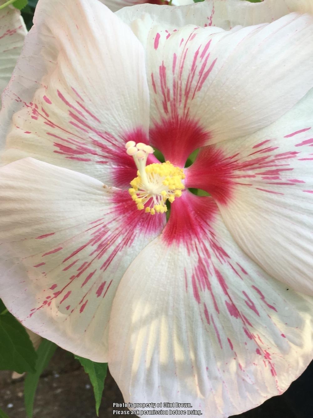 Photo of Hybrid Hardy Hibiscus (Hibiscus 'Peppermint Flare') uploaded by clintbrown