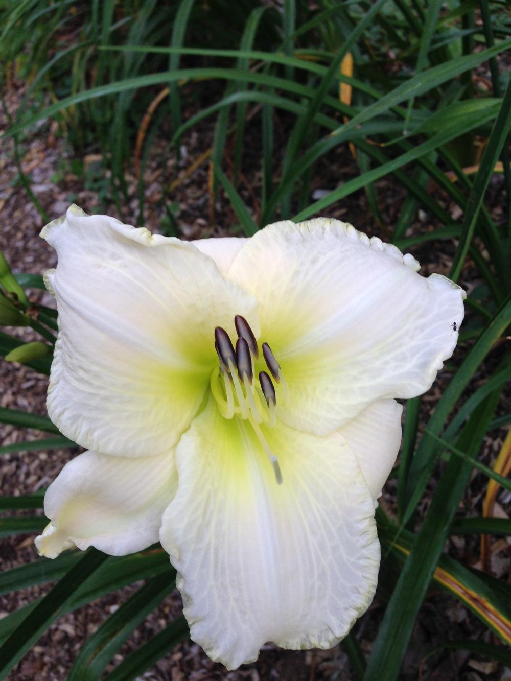 Photo of Daylily (Hemerocallis 'White Perfection') uploaded by hillbilly