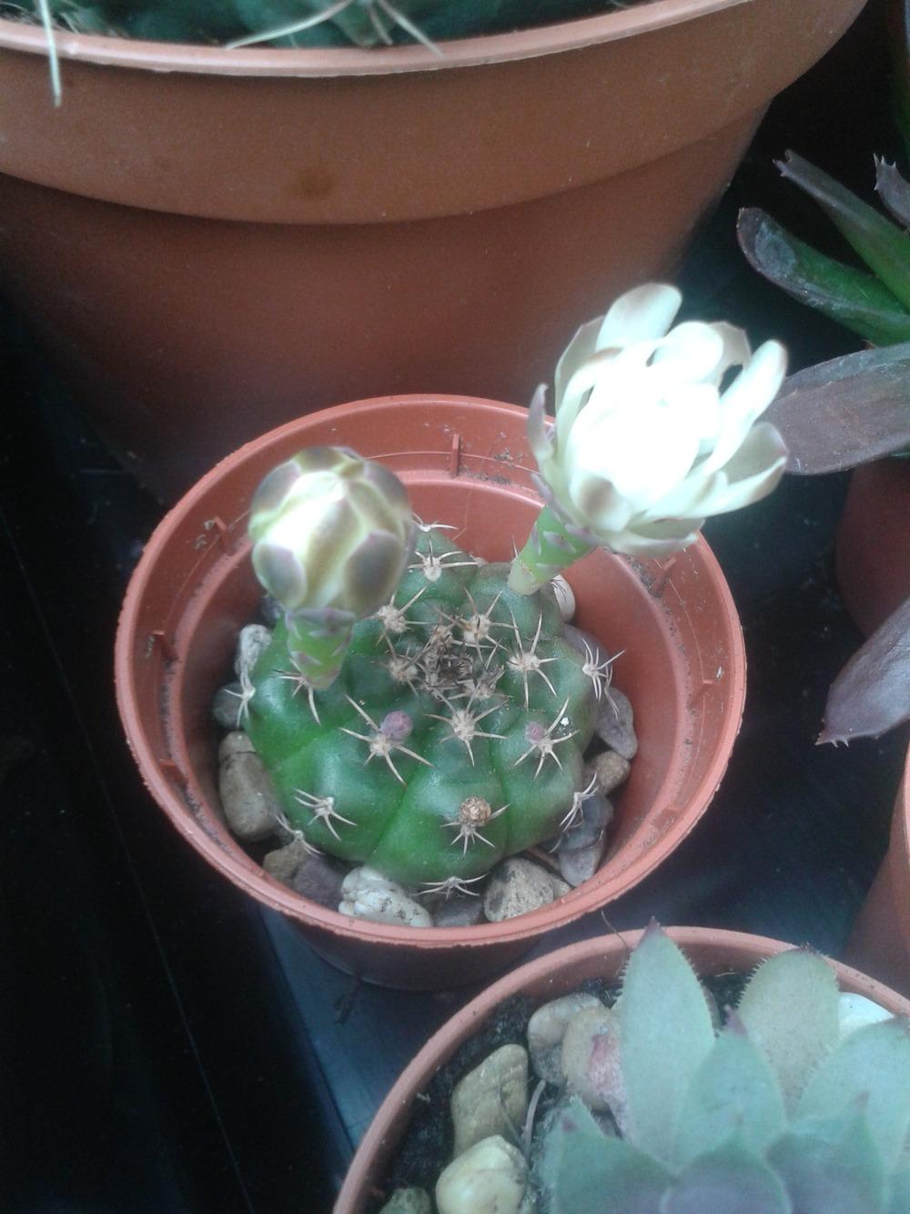Photo of Dwarf Chin Cactus (Gymnocalycium baldianum) uploaded by syzone8aUK