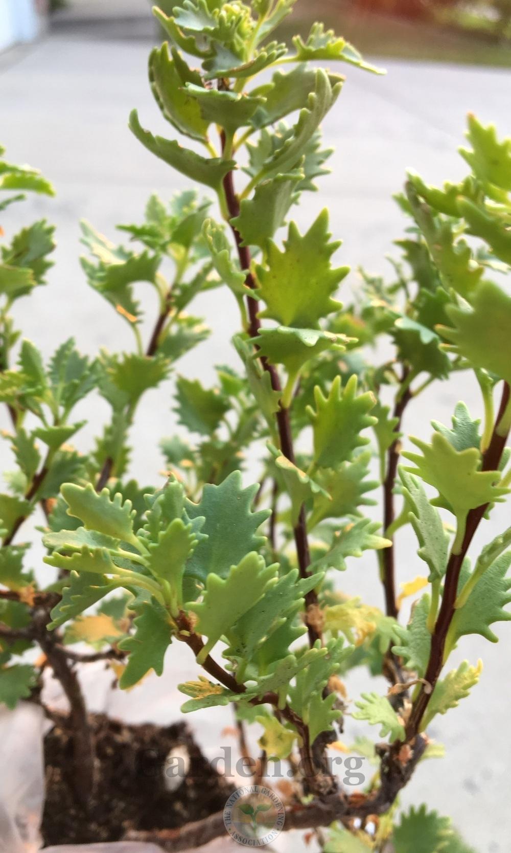 Photo of Poplar-Leaved Stonecrop (Hylotelephium populifolium) uploaded by BlueOddish