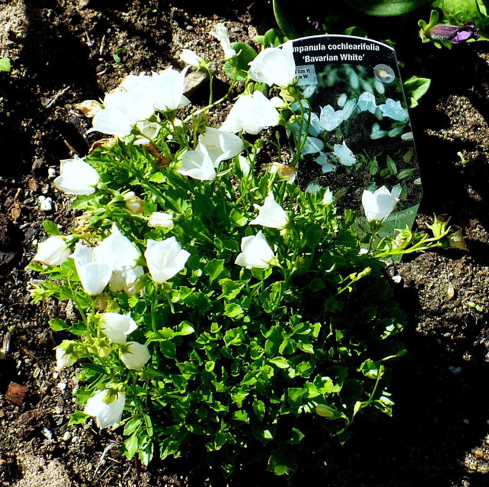 Photo of Earleaf Bellflower (Campanula cochleariifolia 'Bavarian White') uploaded by HemNorth