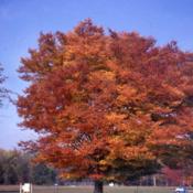 full-grown tree in fall color