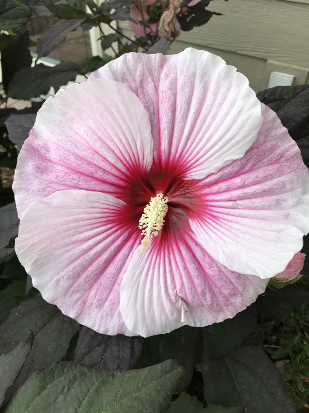 Photo of Hybrid Hardy Hibiscus (Hibiscus Summerific™ Starry Starry Night) uploaded by Legalily