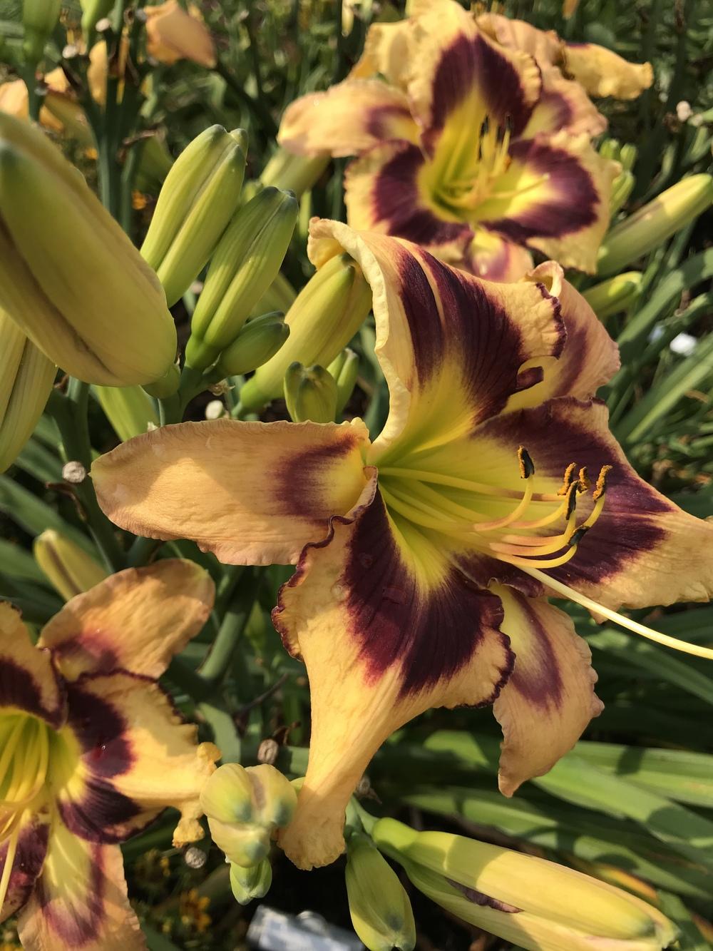 Photo of Daylily (Hemerocallis 'King's Favor') uploaded by Legalily