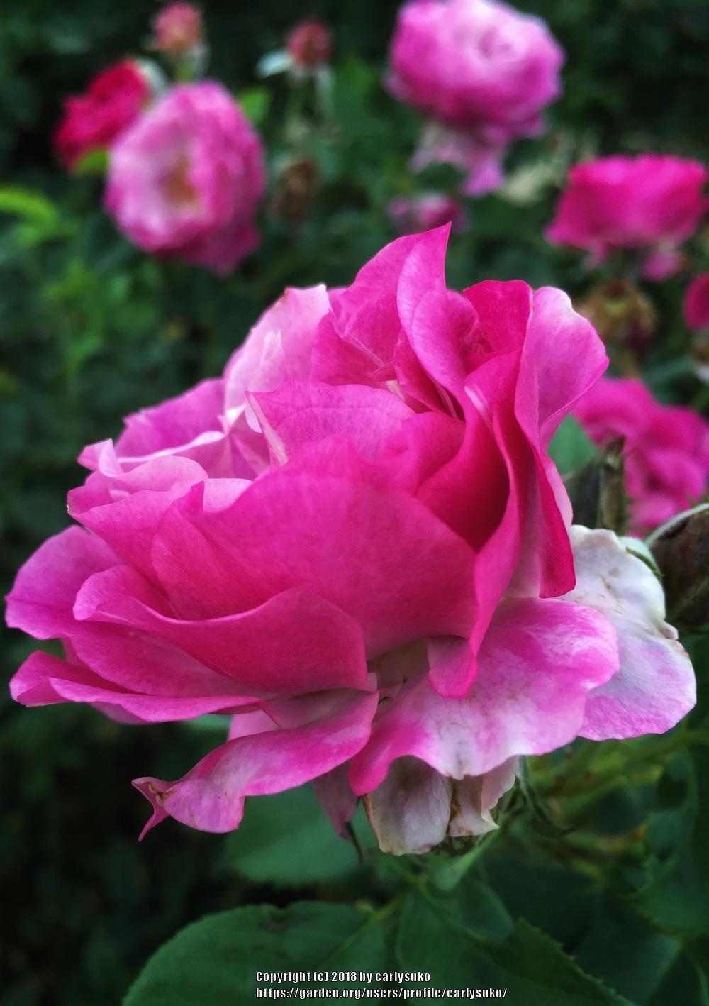 Photo of Rose (Rosa 'Wild Blue Yonder') uploaded by carlysuko