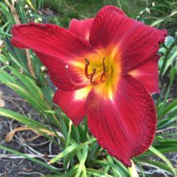 Location: My garden, Pequea, Pennsylvania, USA
Date: 2018-08-07
Last bloom in 2018. Love this cultivar!