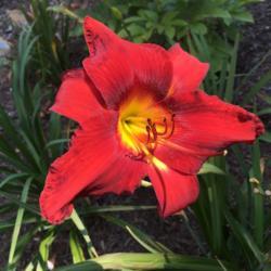 Location: My garden, Pequea, Pennsylvania, USA
Date: 2018-08-07
Last bloom in 2018. First summer in my garden.