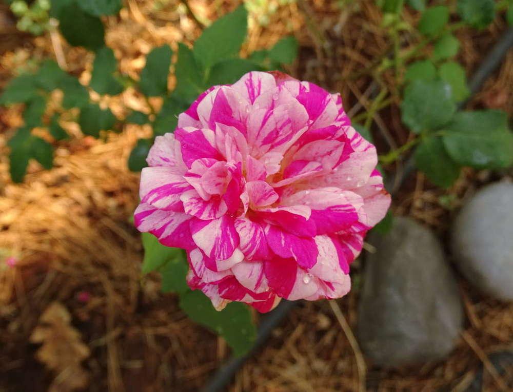 Photo of Rose (Rosa 'Julio Iglesias') uploaded by Beth_NorCal