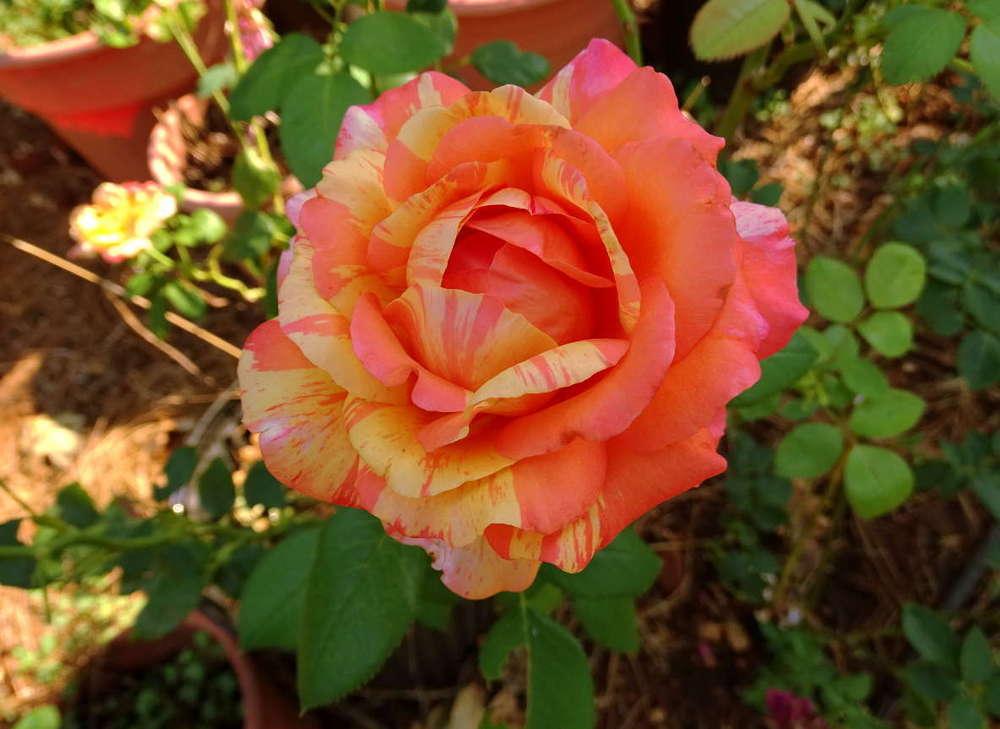 Photo of Rose (Rosa 'Peach Swirl') uploaded by Beth_NorCal