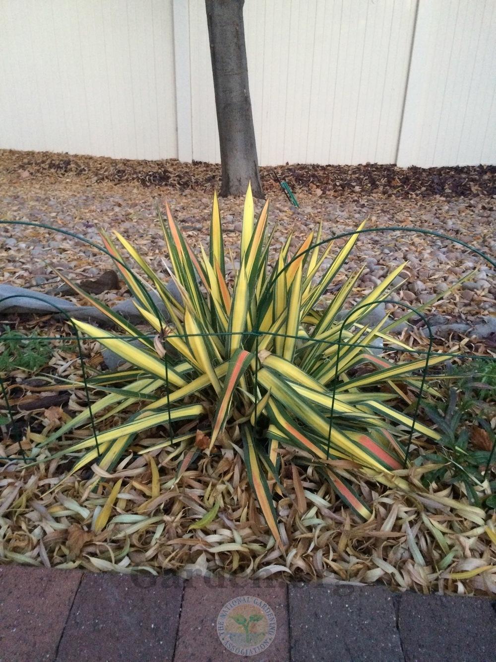 Photo of Adam's Needle (Yucca filamentosa 'Color Guard') uploaded by BlueOddish