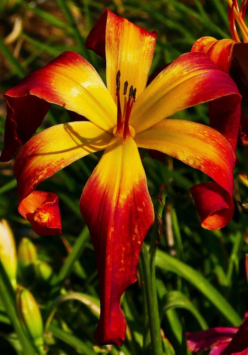 Photo of Daylily (Hemerocallis 'Hotter than the Fourth of July') uploaded by Charlemagne