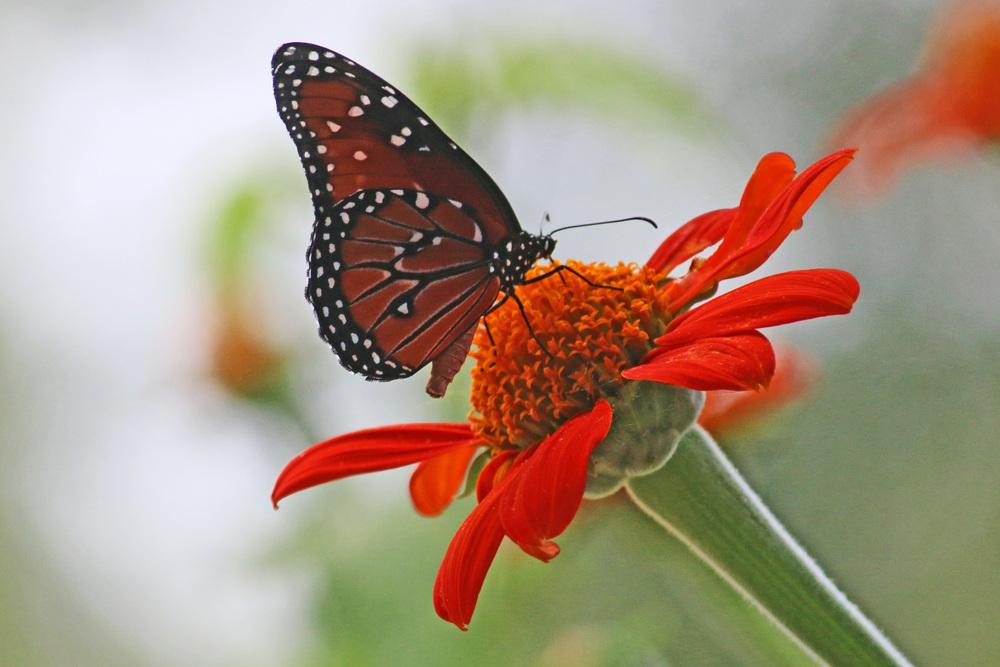 Photo of Mexican Sunflower (Tithonia rotundifolia 'Torch') uploaded by GrammaChar