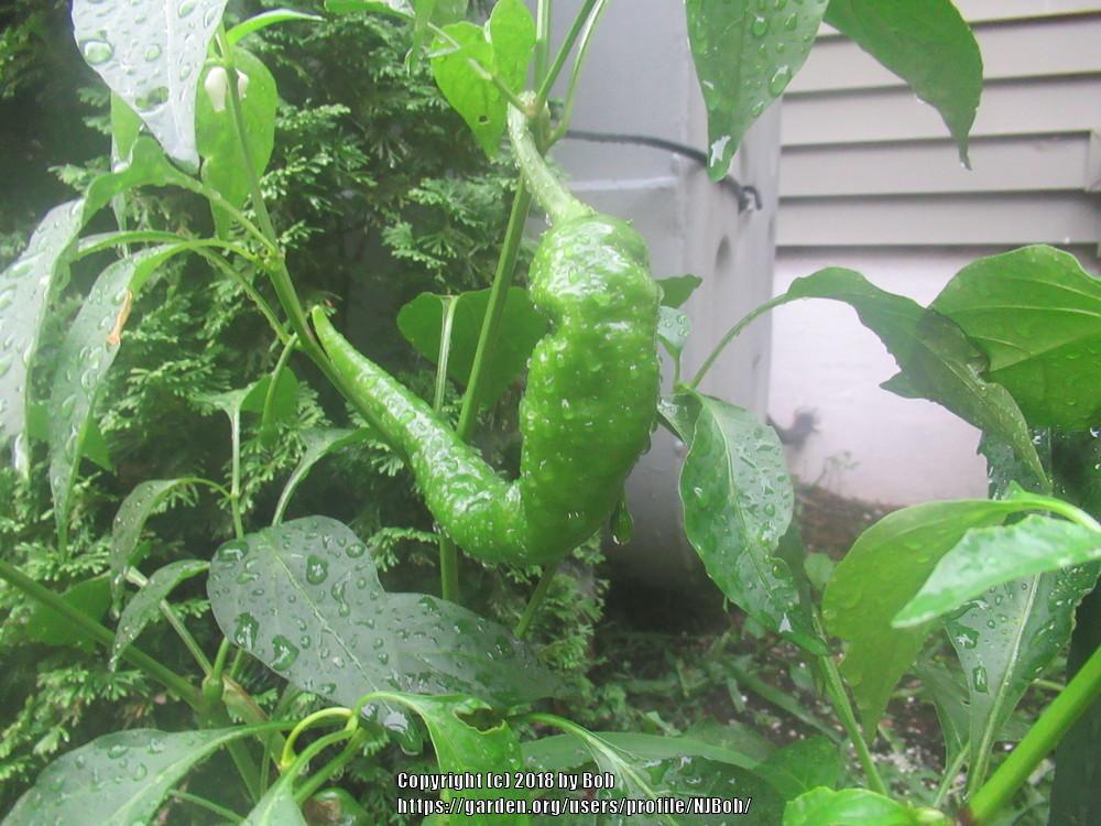 Photo of Cowhorn Pepper (Capsicum annuum 'Corno di Toro') uploaded by NJBob