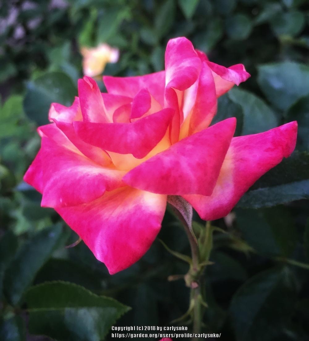 Photo of Rose (Rosa 'Rainbow's End') uploaded by carlysuko