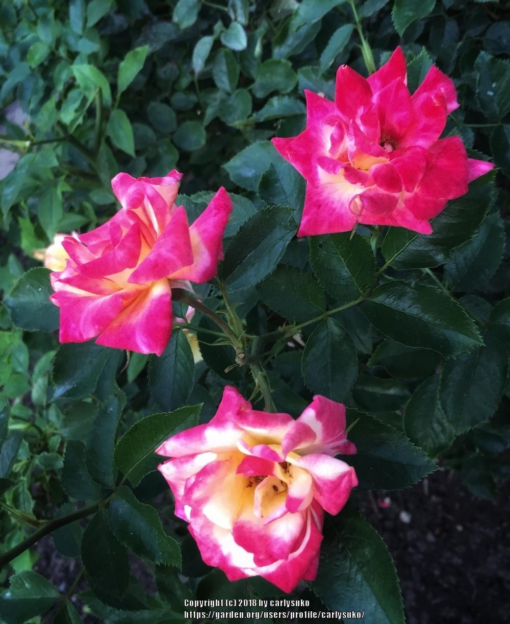 Photo of Rose (Rosa 'Rainbow's End') uploaded by carlysuko