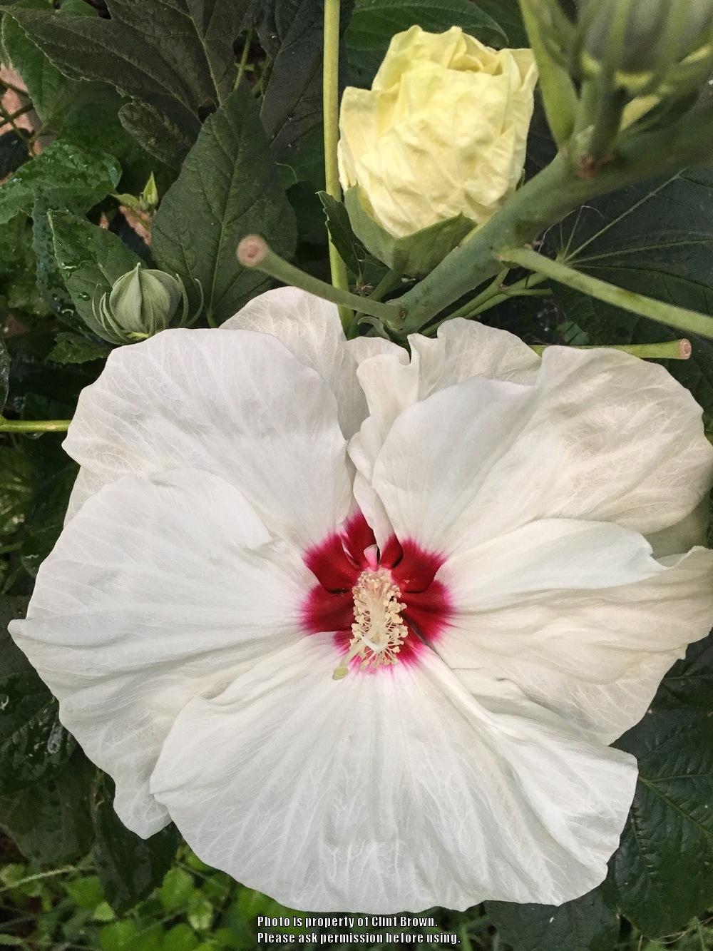 Photo of Hybrid Hardy Hibiscus (Hibiscus 'New Old Yella') uploaded by clintbrown