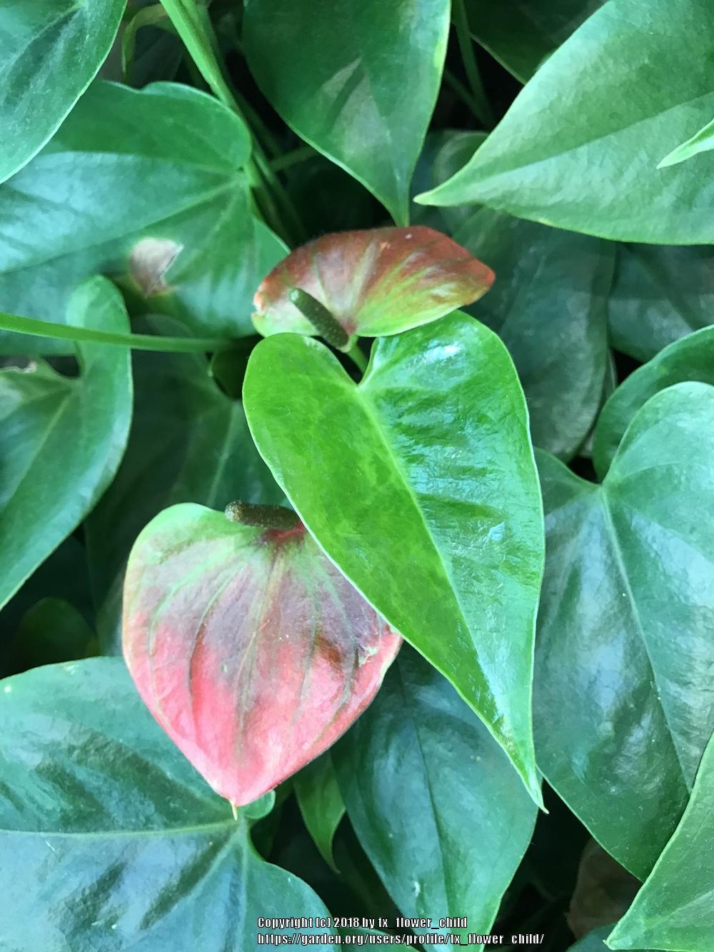 Photo of Anthuriums (Anthurium) uploaded by tx_flower_child