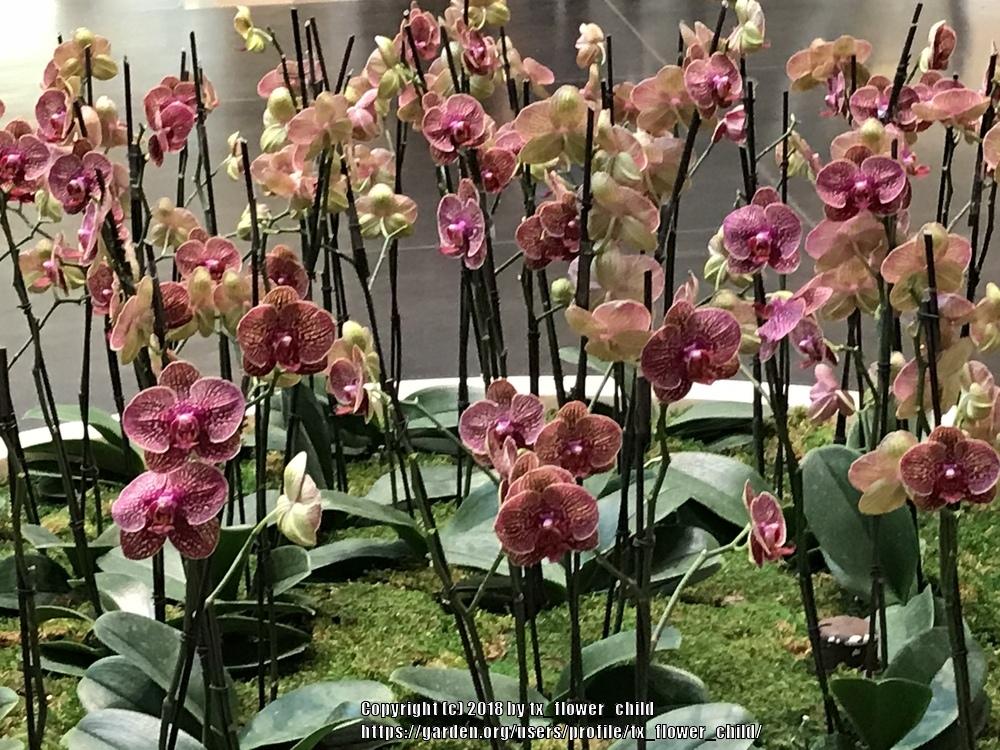 Photo of Moth Orchid (Phalaenopsis) uploaded by tx_flower_child