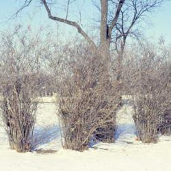 Location: Aurora, Illinois
Date: winter in the 1980's
bare shrub group on hospital grounds