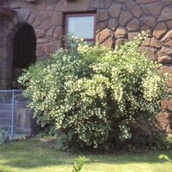 Location: Aurora, Illinois
Date: 2008-10-28
lone shrub in an old house's foundation