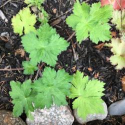 Location: Southern Maine
Date: 2018-08-04
Lime color leaves, seedling of ‘Claridge Druce’