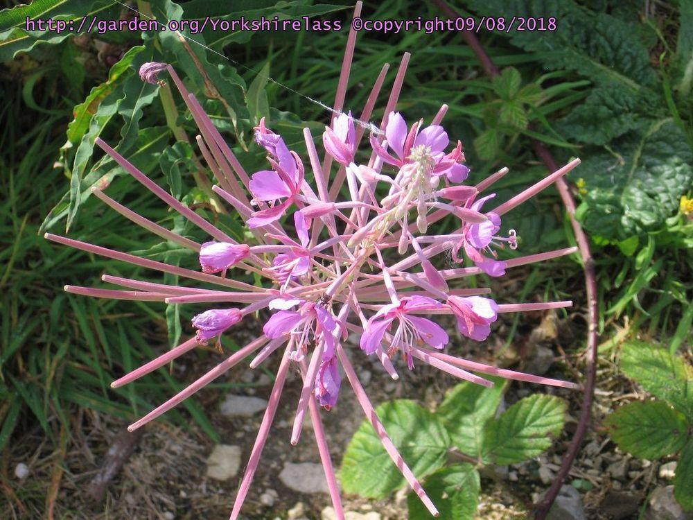 Photo of Fireweed (Chamaenerion angustifolium subsp. angustifolium) uploaded by Yorkshirelass