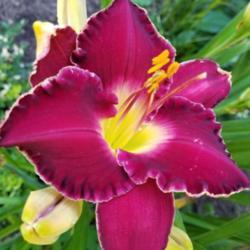 Location: Upperco, MD
Date: 2018-07-07
Hemerocallis "Francis of Assisi"
