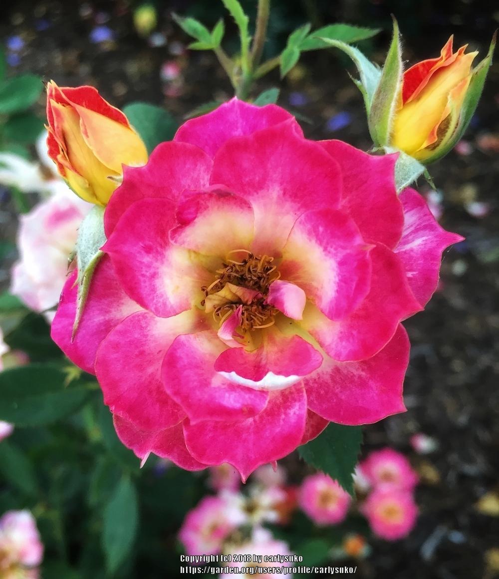 Photo of Rose (Rosa 'Tiddly Winks') uploaded by carlysuko