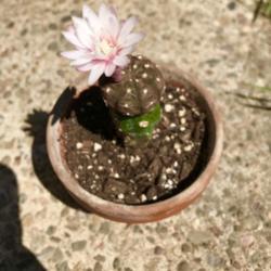 
Date: 2018-08-09
Pink flower form