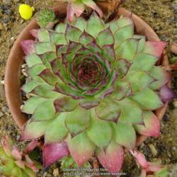 Location: RHS Harlow Carr alpine house, Yorkshire
Date: 2018-08-05
