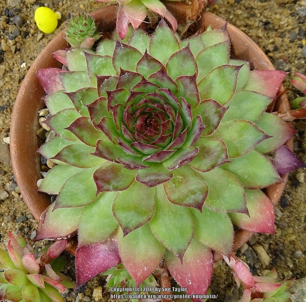 Photo of Hen and Chicks (Sempervivum 'Edge of Night') uploaded by kniphofia