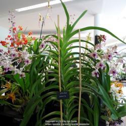 Location: RHS Harlow Carr, Yorkshire, UK
Date: 2018-08-05
Orchid show