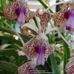 Location: RHS Harlow Carr, Yorkshire, UK
Date: 2018-08-05
Orchid show