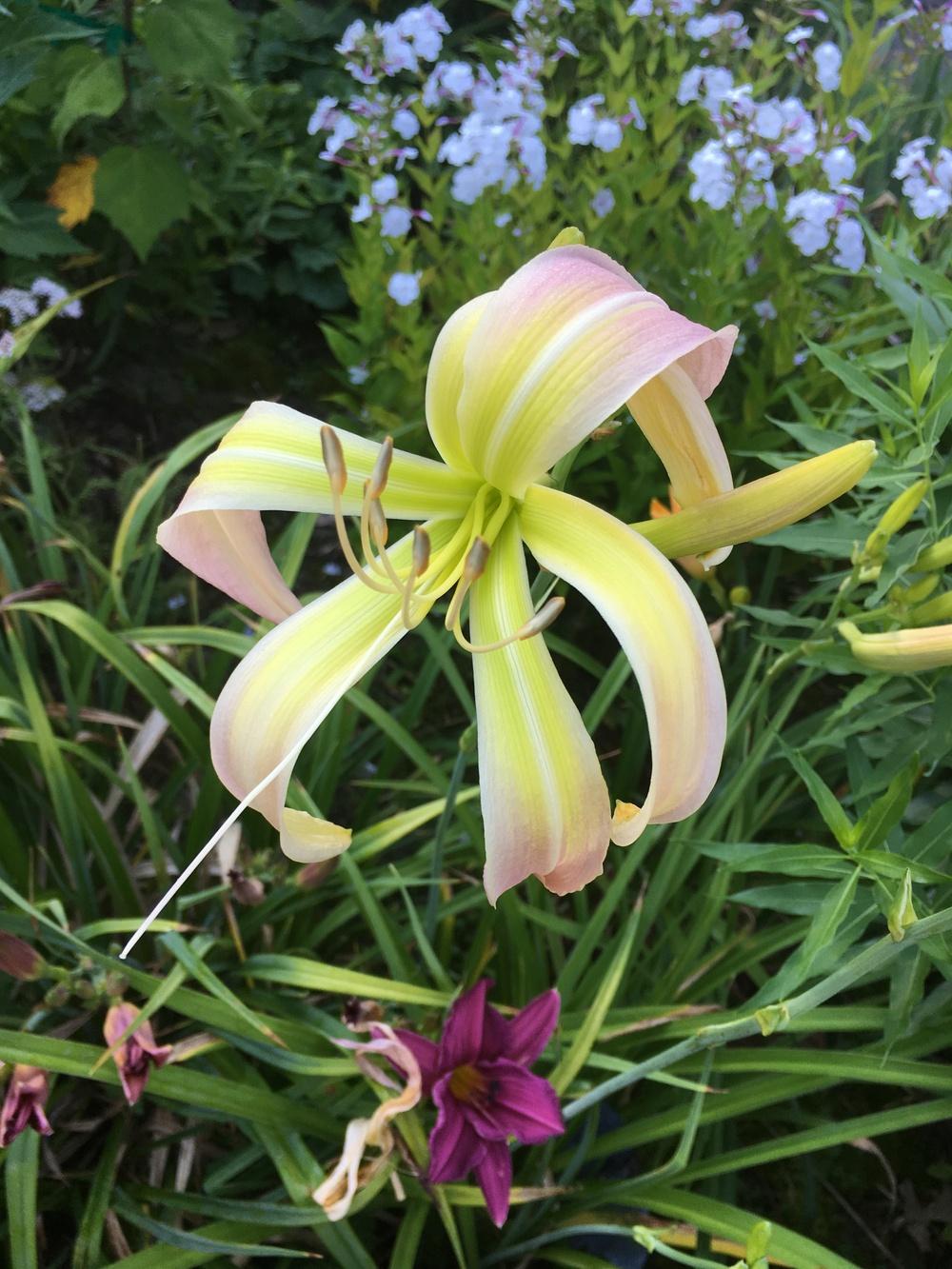 Photo of Daylily (Hemerocallis 'Twirling Tower') uploaded by Lucichar