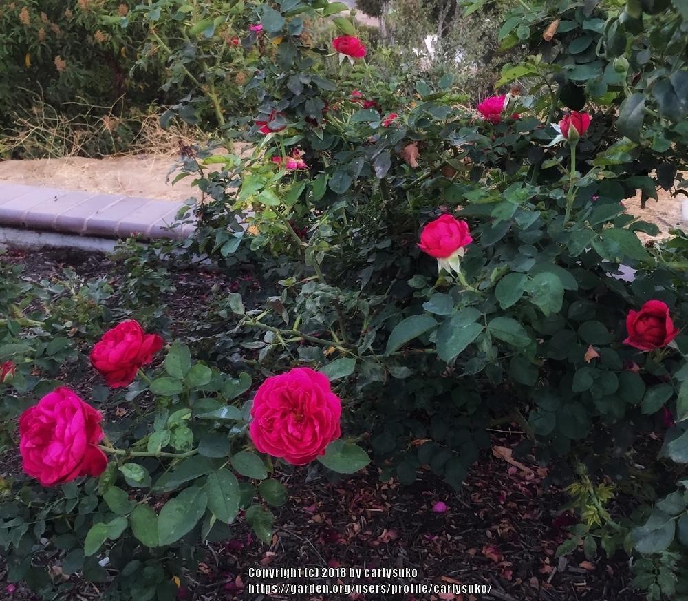 Photo of English Shrub Rose (Rosa 'Darcey Bussell') uploaded by carlysuko