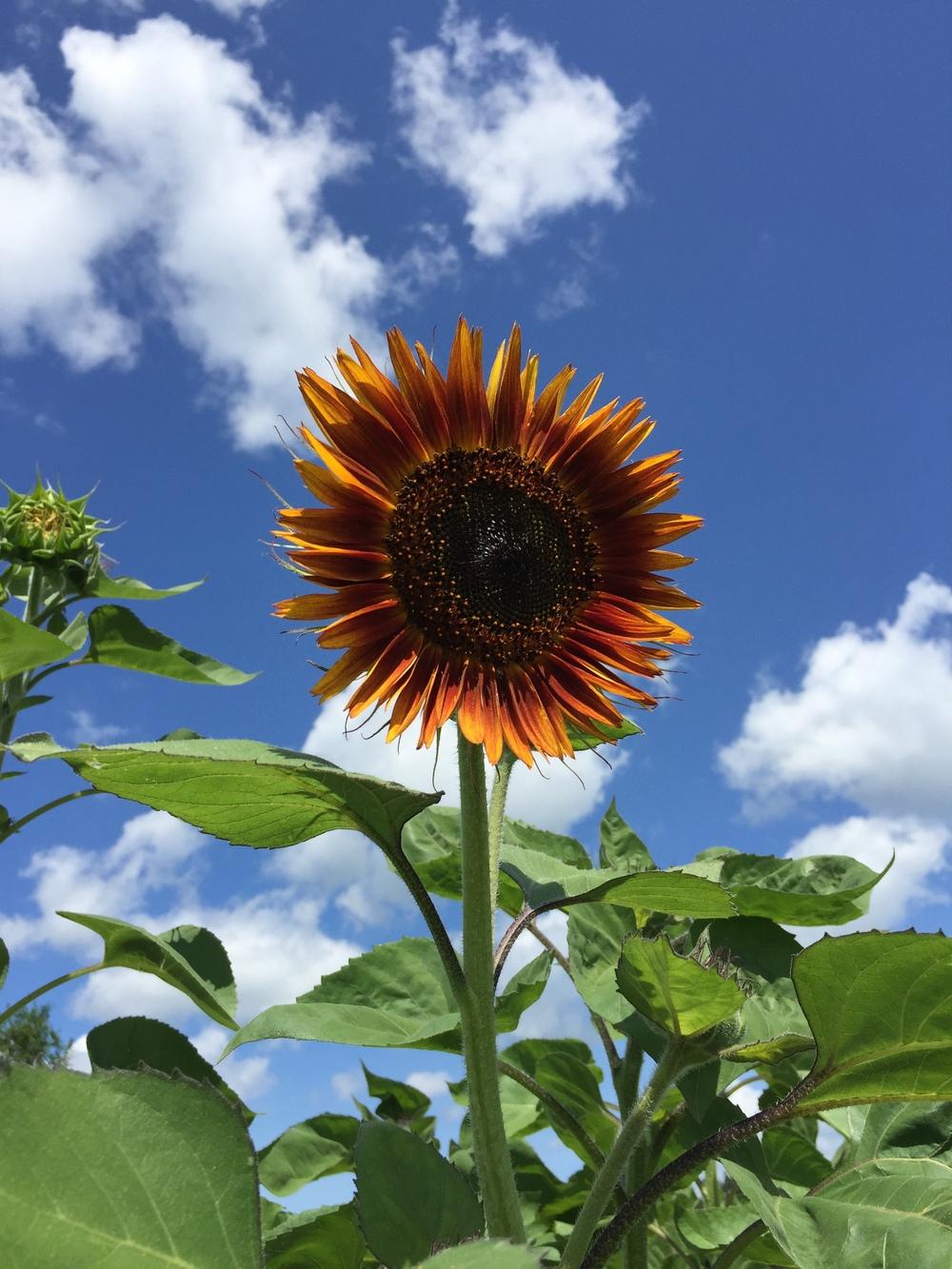 Photo of Sunflowers (Helianthus annuus) uploaded by fredricp1