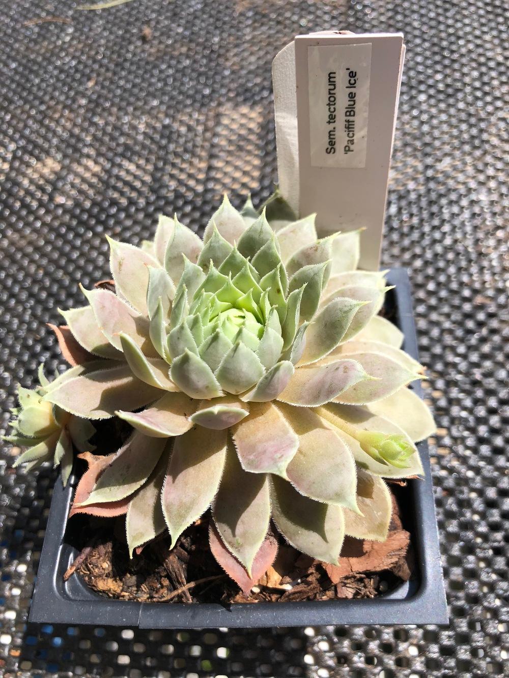 Photo of Hen and Chicks (Sempervivum 'Pacific Blue Ice') uploaded by rmansell2