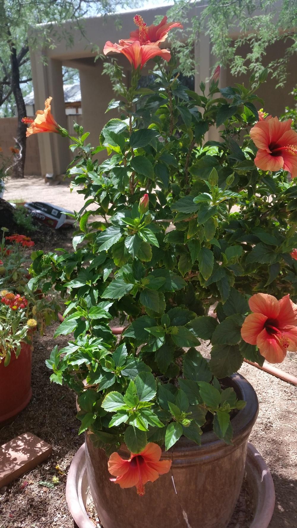Photo of Hibiscus uploaded by DonovanZoo