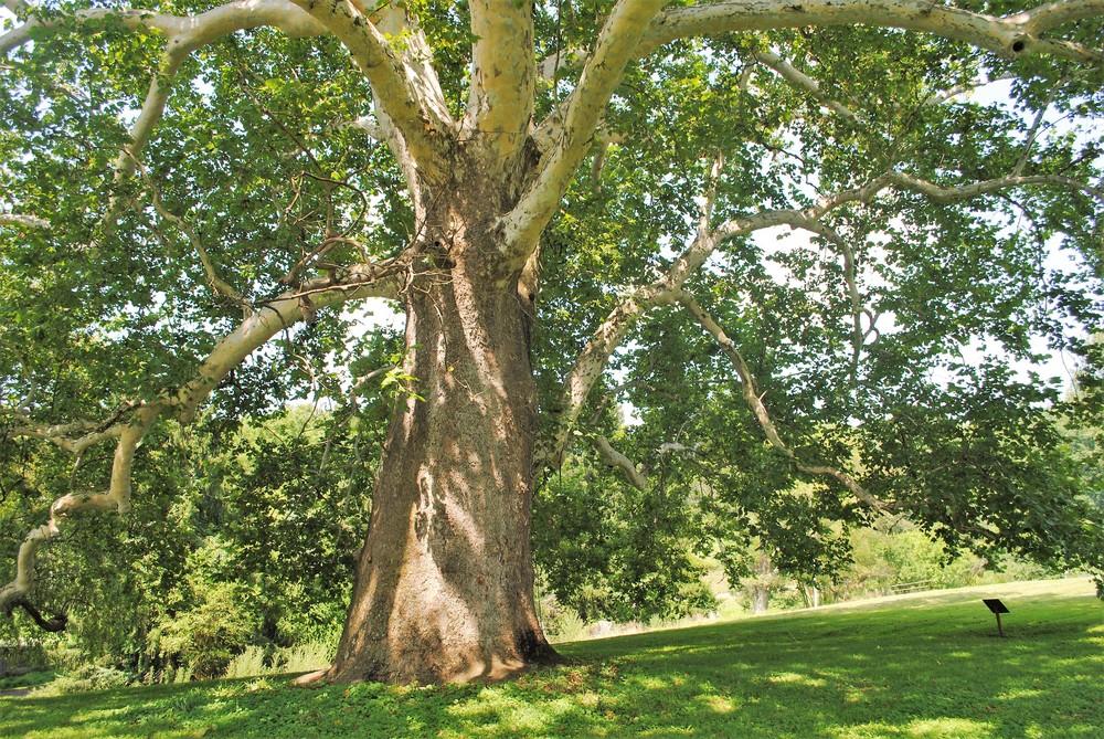 Photo of American Sycamore (Platanus occidentalis) uploaded by ILPARW